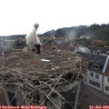 16_55-nest.jpg