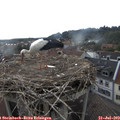 17_00-nest.jpg