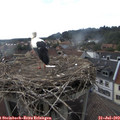 17_05-nest.jpg