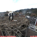 17_10-nest.jpg