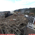 17_15-nest.jpg