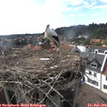 17_20-nest.jpg