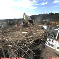 17_25-nest.jpg