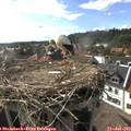 17_30-nest.jpg