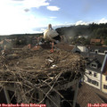 17_45-nest.jpg