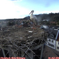 17_50-nest.jpg