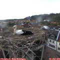 17_55-nest.jpg