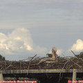 18_00-mast.jpg