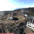 18_00-nest.jpg
