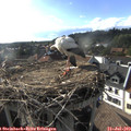 18_05-nest.jpg