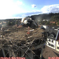 18_15-nest.jpg