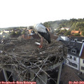 18_20-nest.jpg