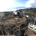 18_25-nest.jpg