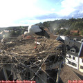 18_30-nest.jpg