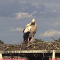 18_35-mast.jpg