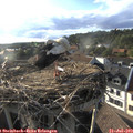 18_40-nest.jpg