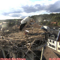 18_45-nest.jpg