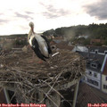 18_55-nest.jpg