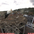 19_00-nest.jpg