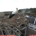 19_05-nest.jpg