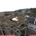 19_10-nest.jpg