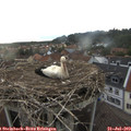 19_15-nest.jpg