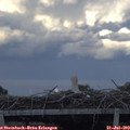 19_20-mast.jpg