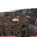 19_20-nest.jpg