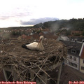 19_25-nest.jpg