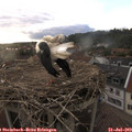 19_30-nest.jpg