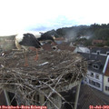 19_45-nest.jpg