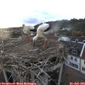 19_55-nest.jpg