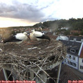 20_25-nest.jpg