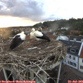 20_30-nest.jpg