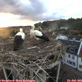 20_35-nest.jpg