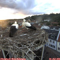 20_40-nest.jpg