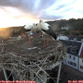 20_45-nest.jpg