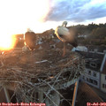 21_00-nest.jpg