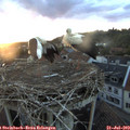 21_10-nest.jpg