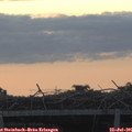 05_55-mast.jpg