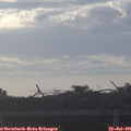 06_20-mast.jpg