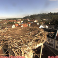 08_50-nest.jpg