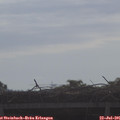 08_55-mast.jpg