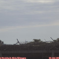 09_00-mast.jpg