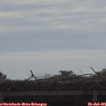 09_10-mast.jpg