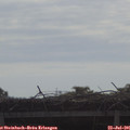 09_15-mast.jpg
