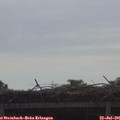 09_30-mast.jpg