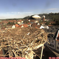 09_45-nest.jpg