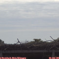 09_50-mast.jpg