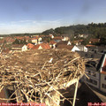 09_50-nest.jpg